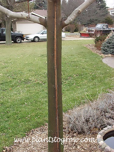 Frost crack on the stem of a Autumn Blaze Maple. This plant is facing directly south.